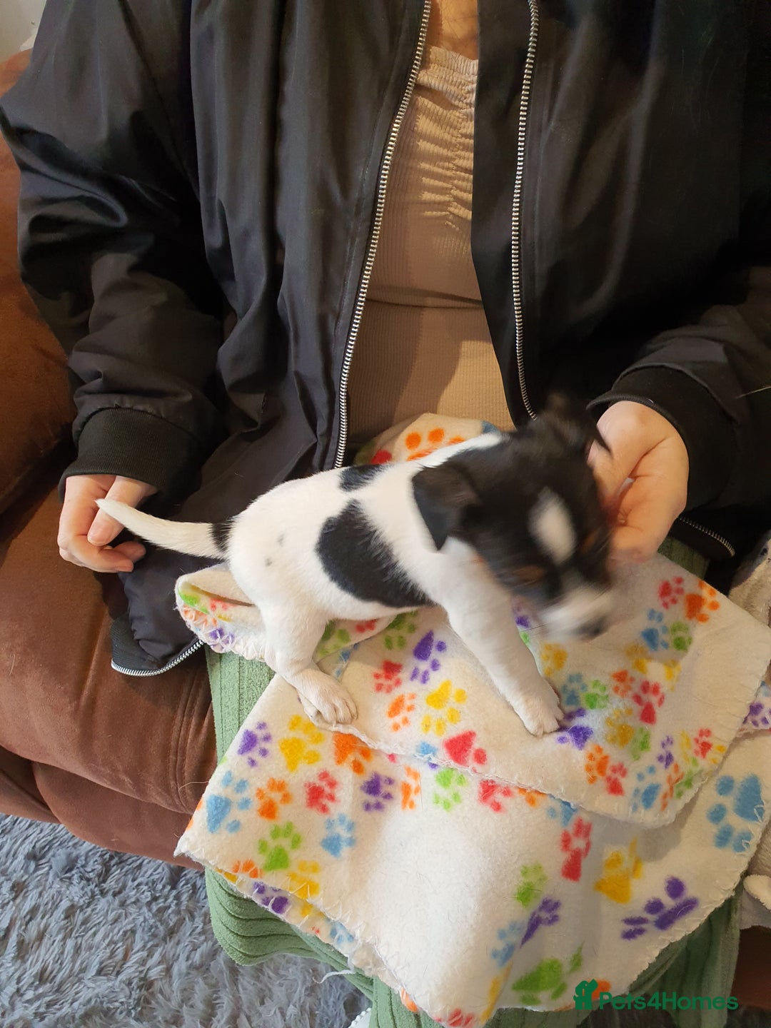 Jack Russell dogs for sale: Stunning Jack Russell Puppies  - Image 20