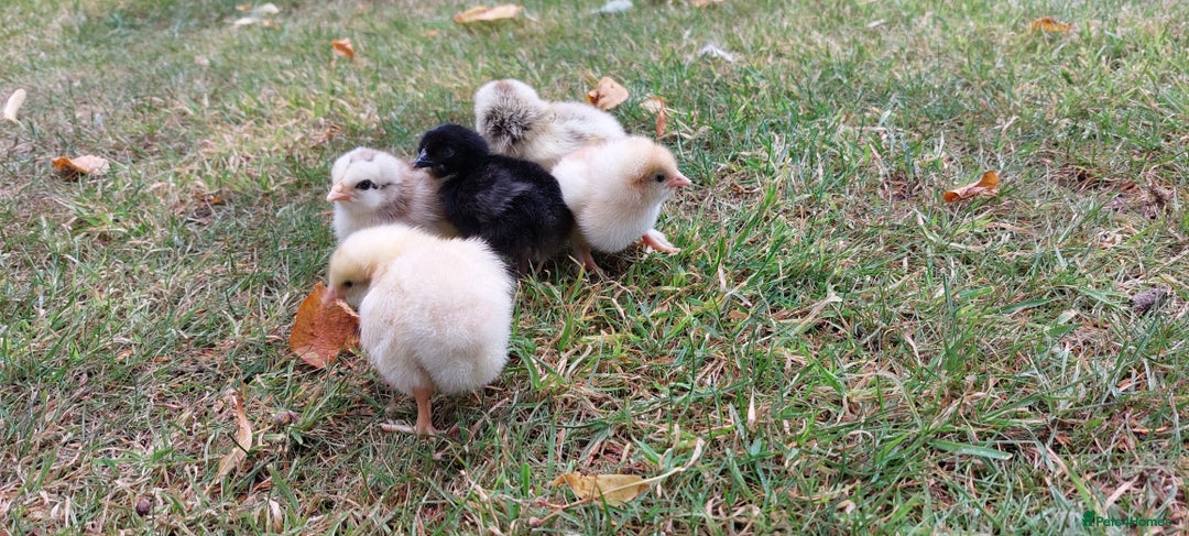 Chickens poultry for sale: Black Copper Meran Hen and chicks. - Image 3