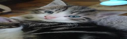 Mixed Breed cats for sale: Male kitten looking for a permanent home. - Advert 4