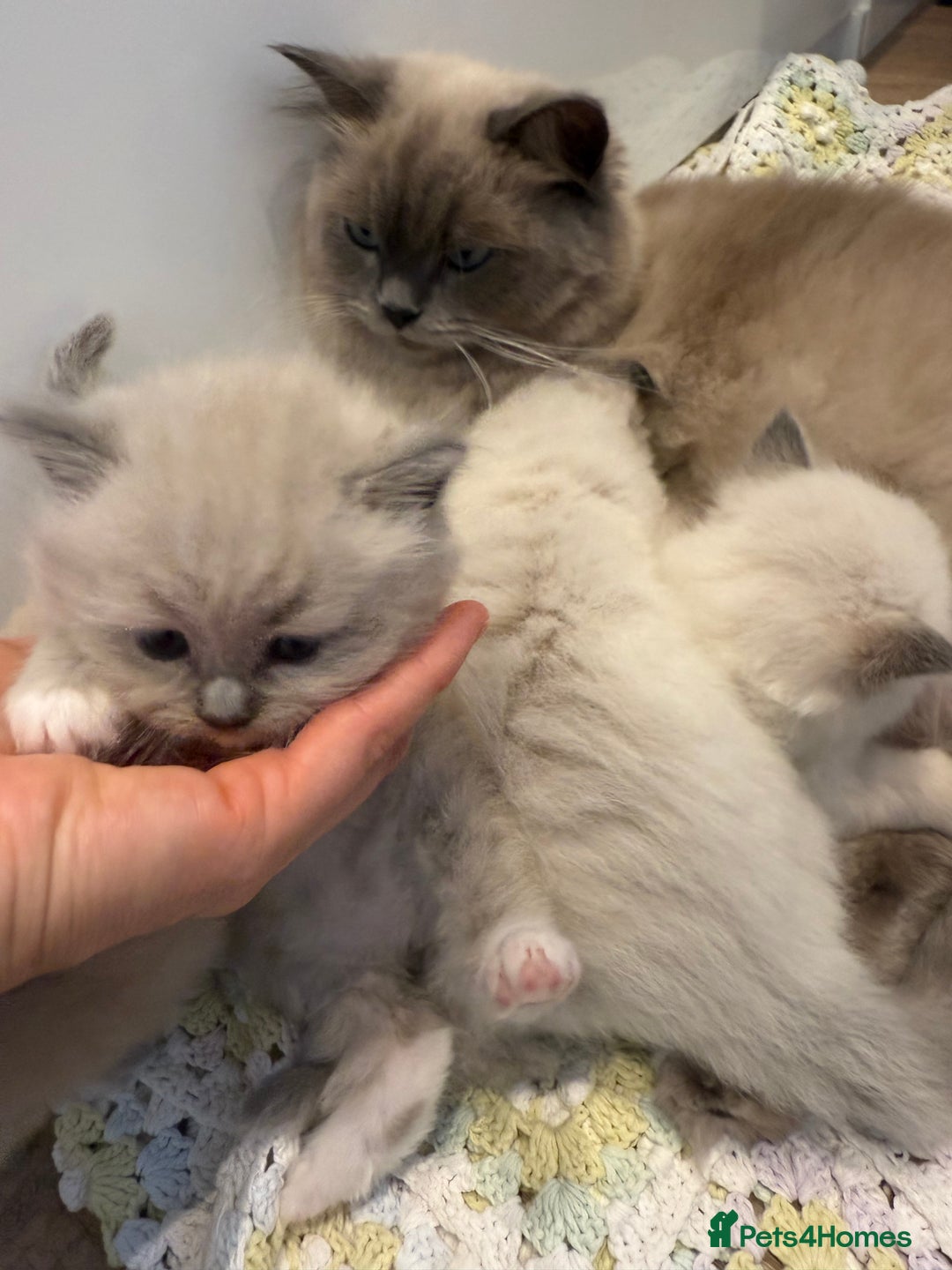 Ragdoll cats for sale: Stunning mink Ragdoll baby’s! 🩶🐱🩶 - Image 9