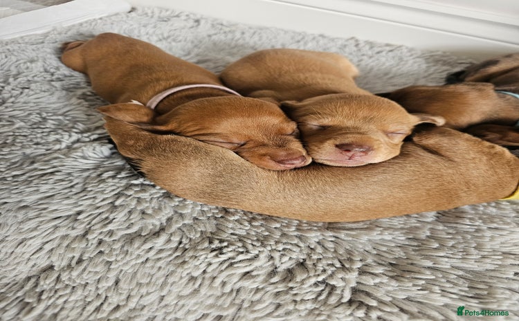 Miniature Dachshund dogs - Advert 1