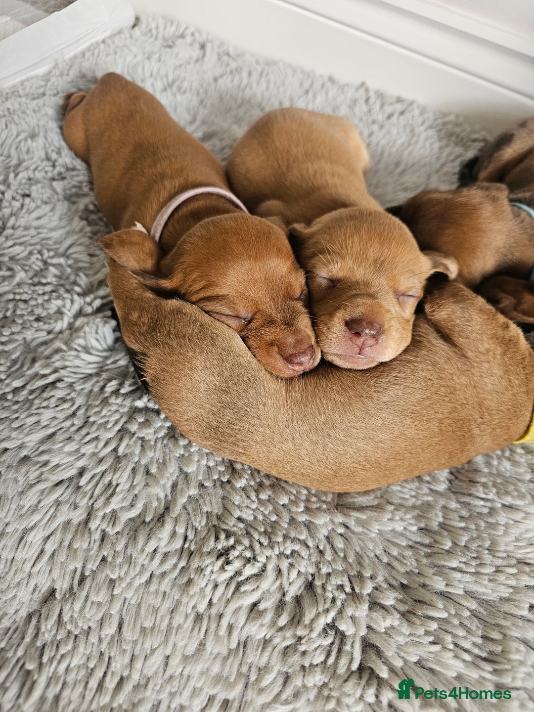 Miniature Dachshund dogs for sale: Mini Dachshund Puppies - Image 1