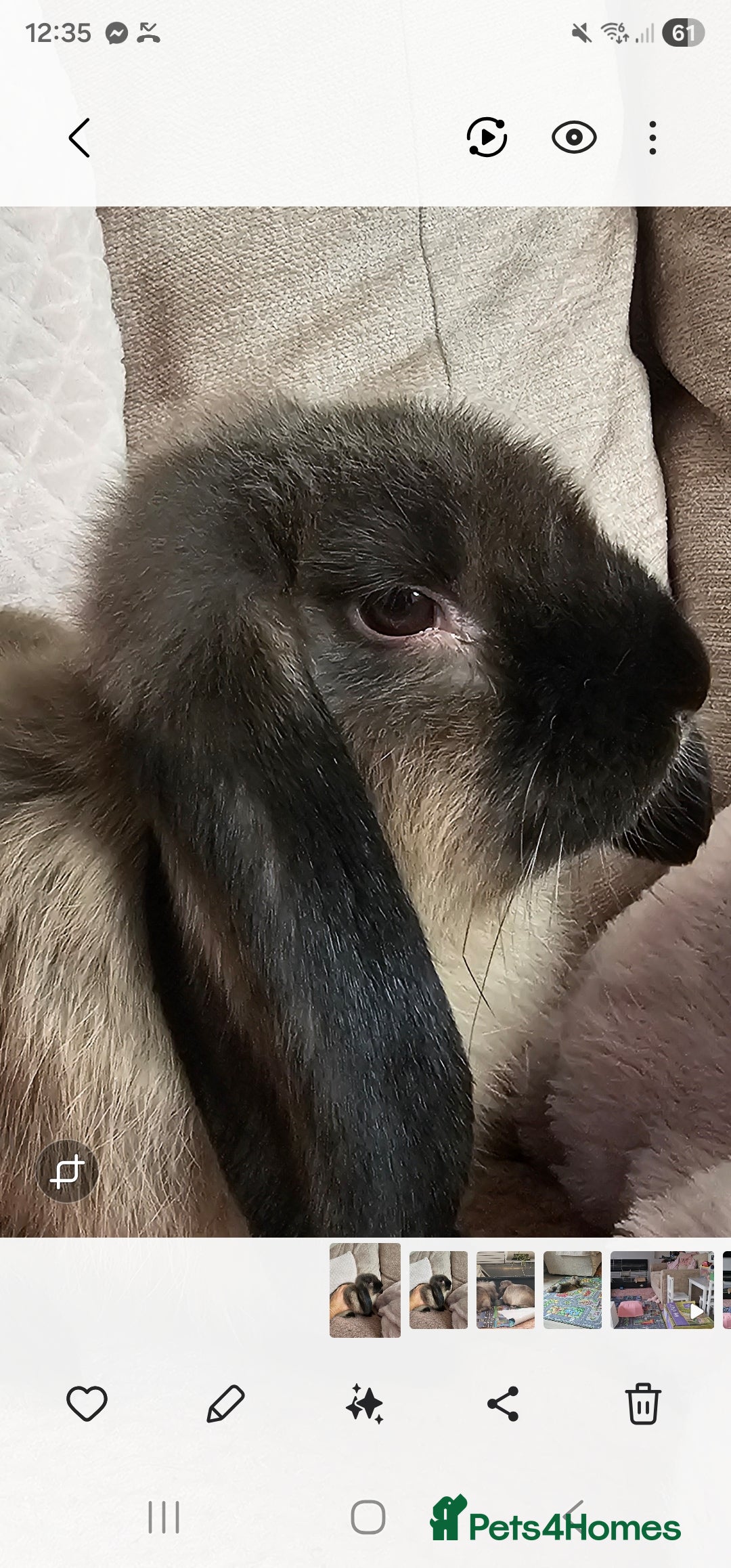 Mixed Breed rabbits for sale: Two female 3 month old bunnys - Advert 4