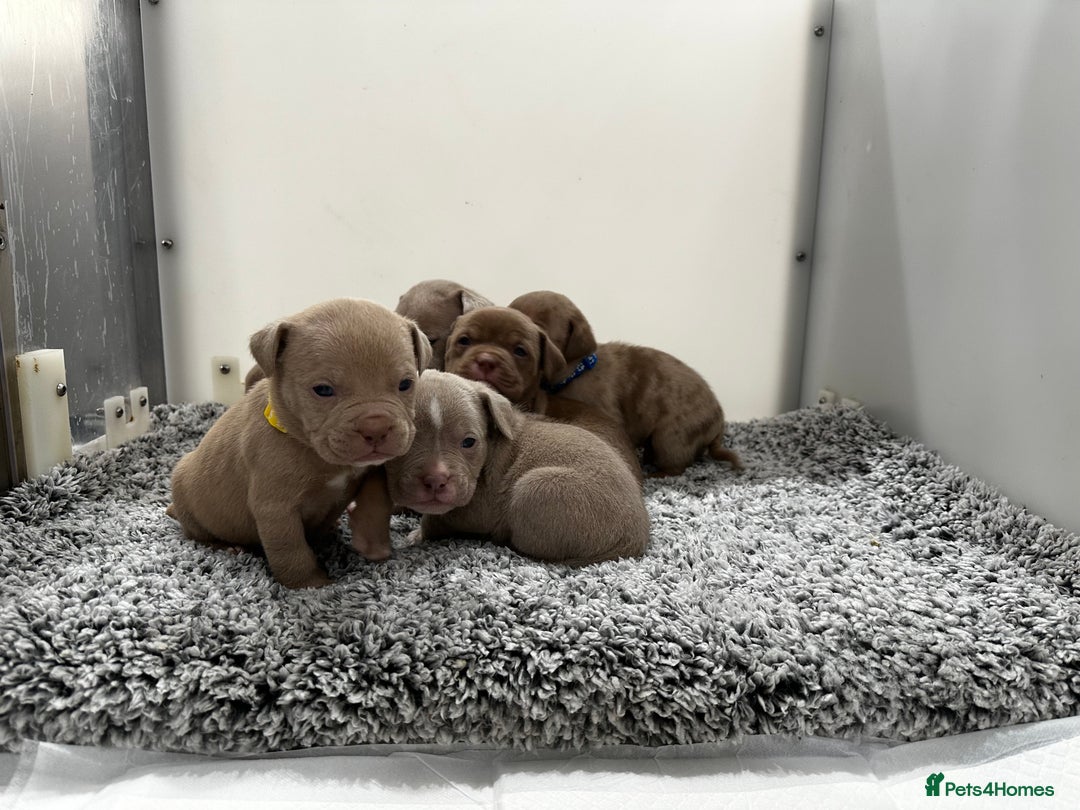 American Bully dogs for sale: ABKC POCKET/MICRO BULLY PUPPIES IMPORT BLOODLINES - Advert 4
