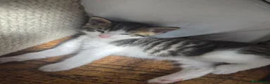First Born White and Tabby