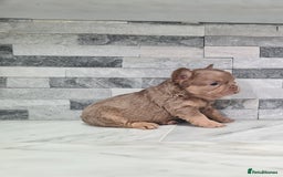 French Bulldog dogs for sale: Beautiful fluffy french bulldog puppies - Image 3