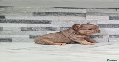 French Bulldog dogs - Advert 13