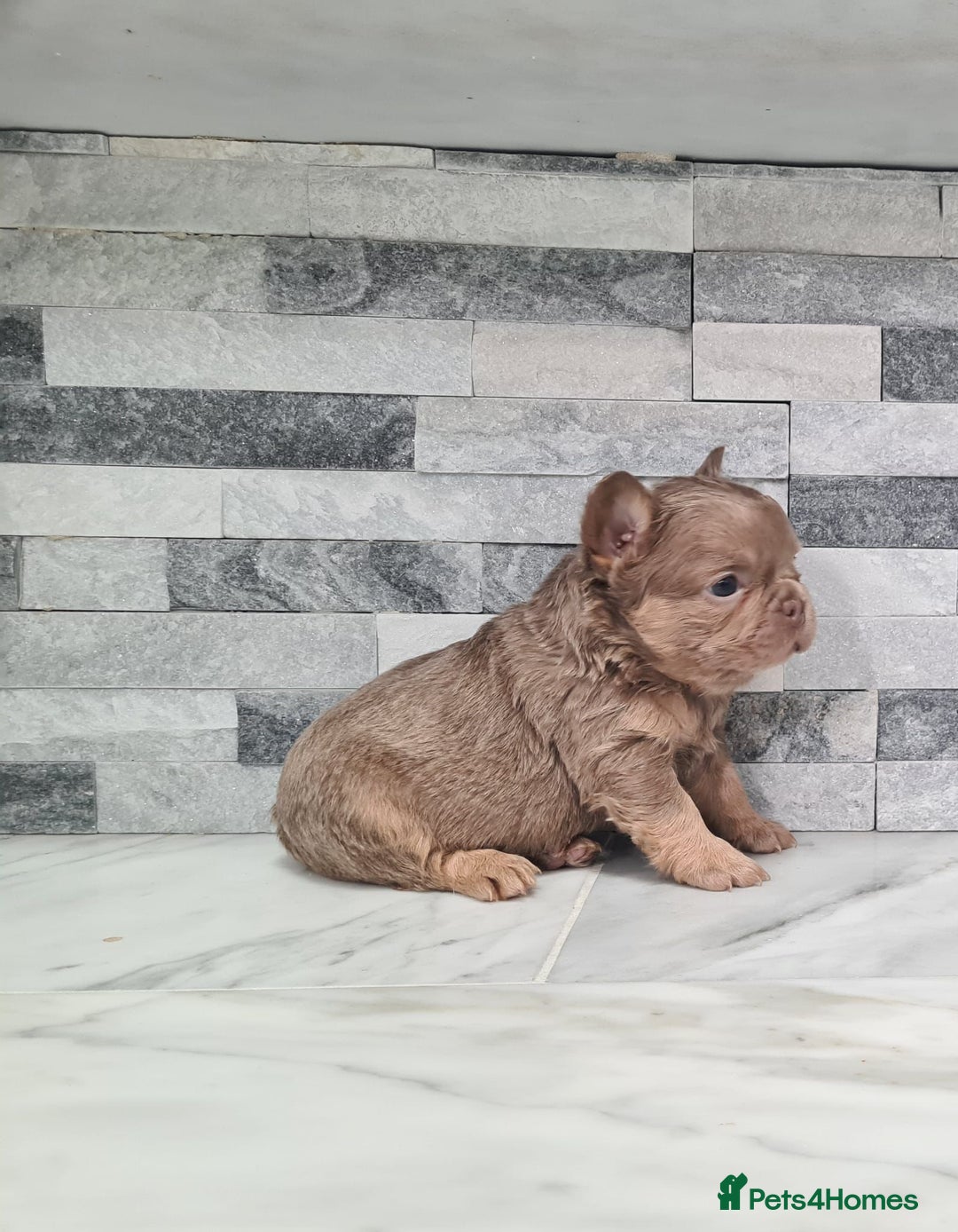 French Bulldog dogs for sale: Beautiful fluffy french bulldog puppies - Image 3