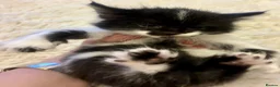Turkish Angora cats for sale: Turkish angora kitten  - Advert 5