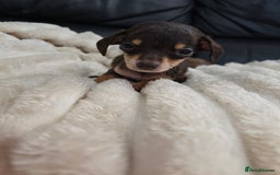 Miniature Dachshund dogs for sale: Miniature dachshunds  - Image 28