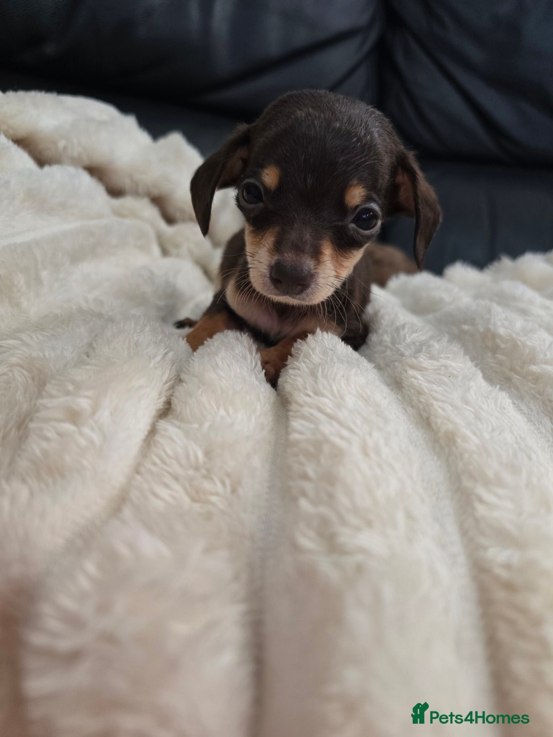 Miniature Dachshund dogs for sale: Miniature dachshunds  - Image 28