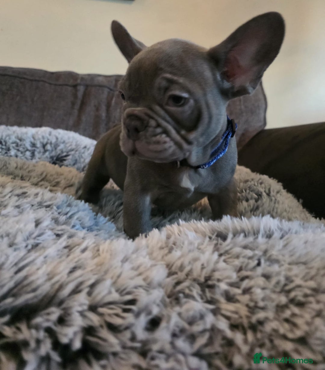 French Bulldog dogs for sale: 5 Beautiful French bulldogs - Image 3