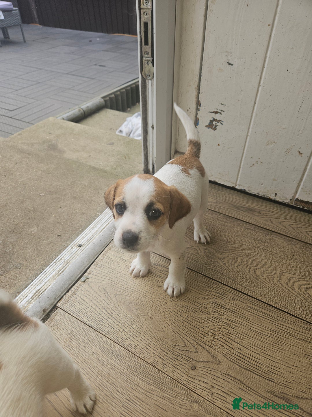 Jack Russell dogs for sale: Ladt puppy left - Image 8