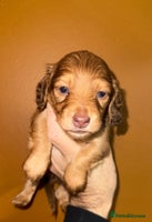 Miniature Dachshund dogs 💚🧡Stunning KC Longhaired Mini Dachshunds💚🧡 - Advert 8