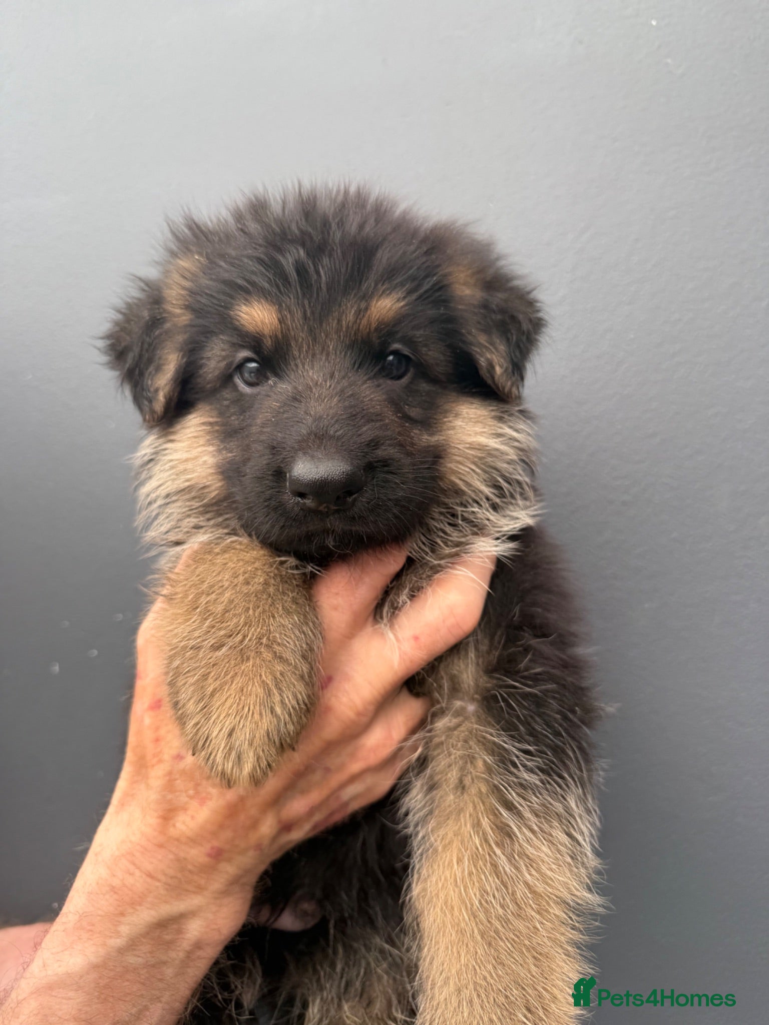 German Shepherd dogs Kc reg Long haired German shepherd puppies  - Advert 6