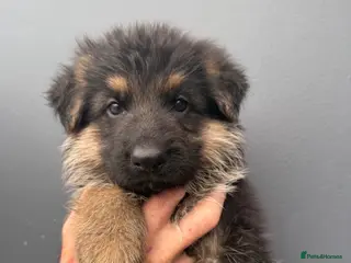 German Shepherd dogs Kc reg Long haired German shepherd puppies - Advert 6