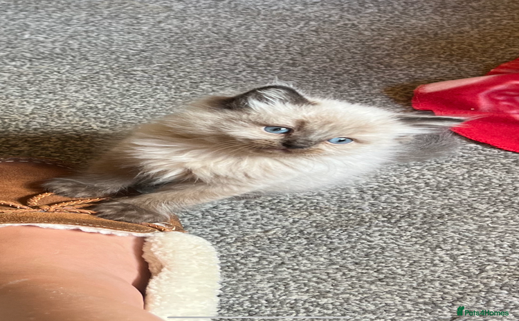 Ragdoll cats - Advert 4