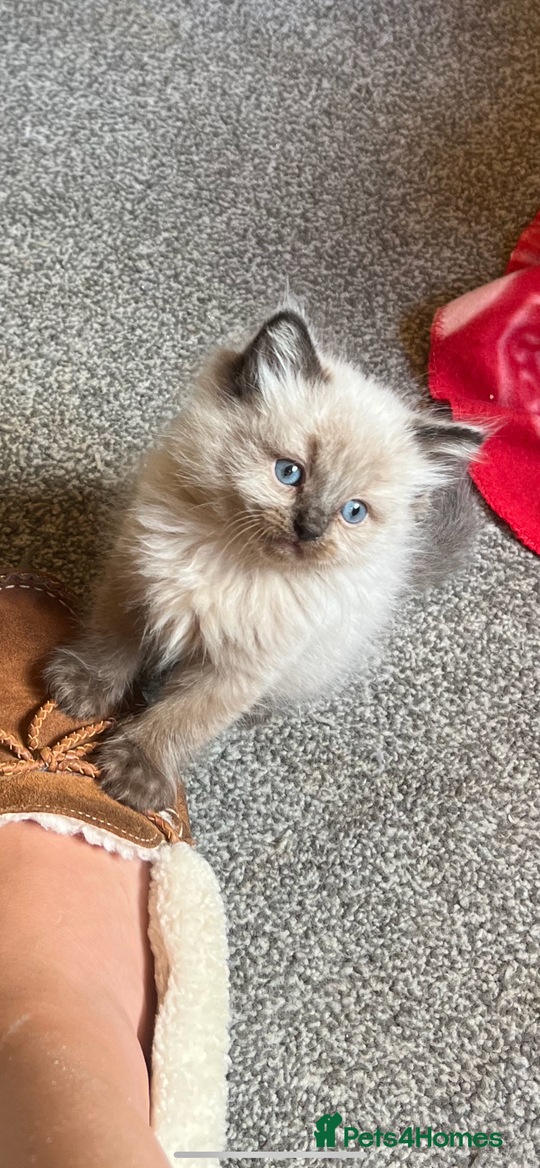 Ragdoll cats for sale: Stunning rare mink ragdoll kitten  - Image 1