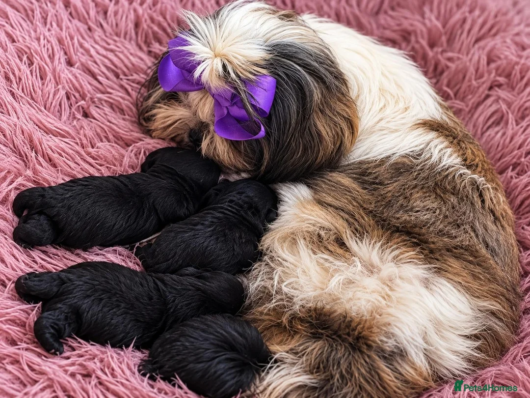 Shihpoo dogs for sale: 5 beautiful shihpoo puppies - Advert 1
