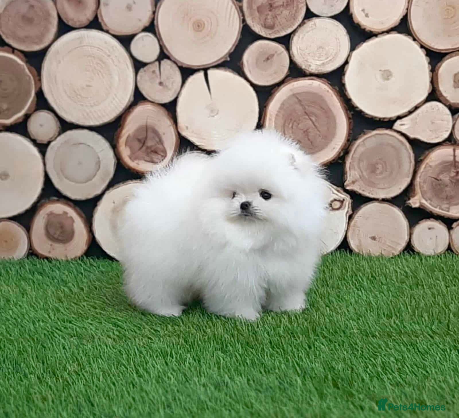 Pomeranian dogs for sale: Xxxx small pure white KC puppies  - Advert 7