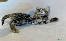 Bengal cats for sale: 🐾 Purebred BENGAL kittens🐾 - Image 17