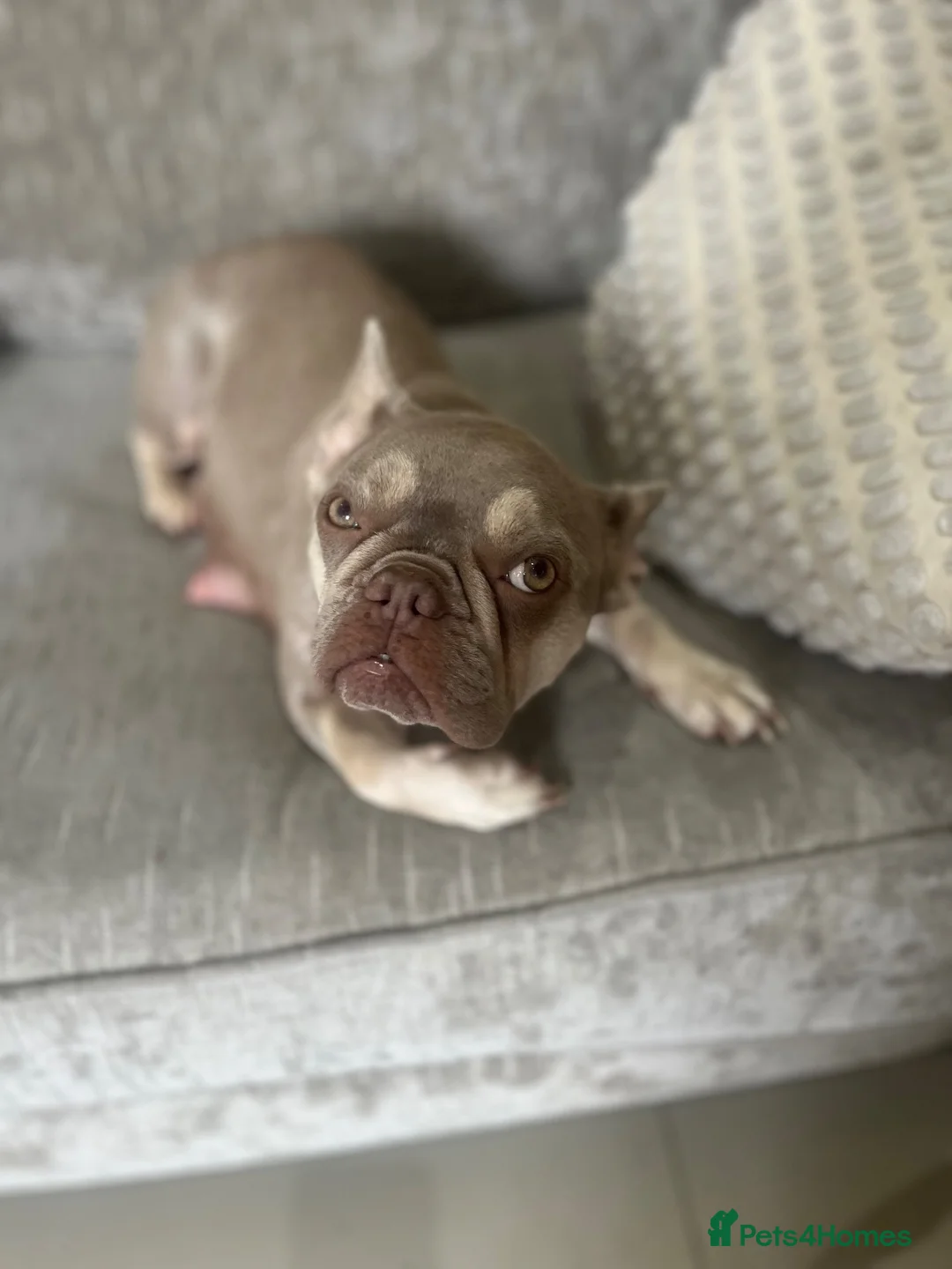 Mixed Breed dogs for sale: French bulldog and Half Bieson fride - Advert 1