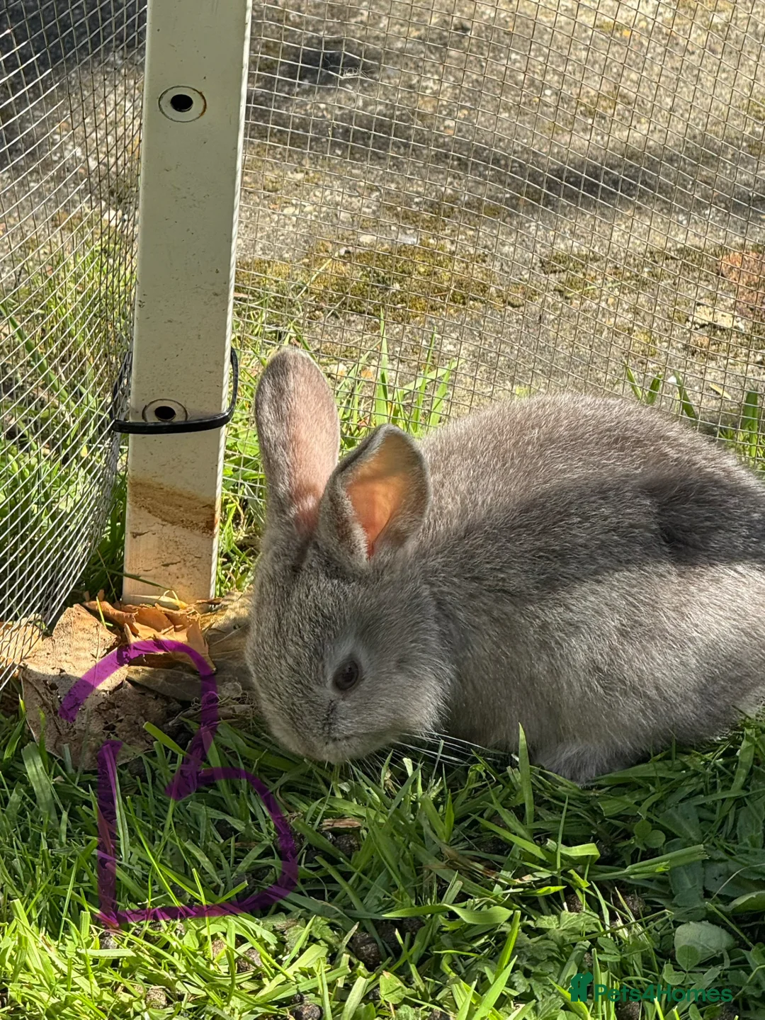 Mixed Breed rabbits for sale: 6 bunnies.boys and girls - Advert 2