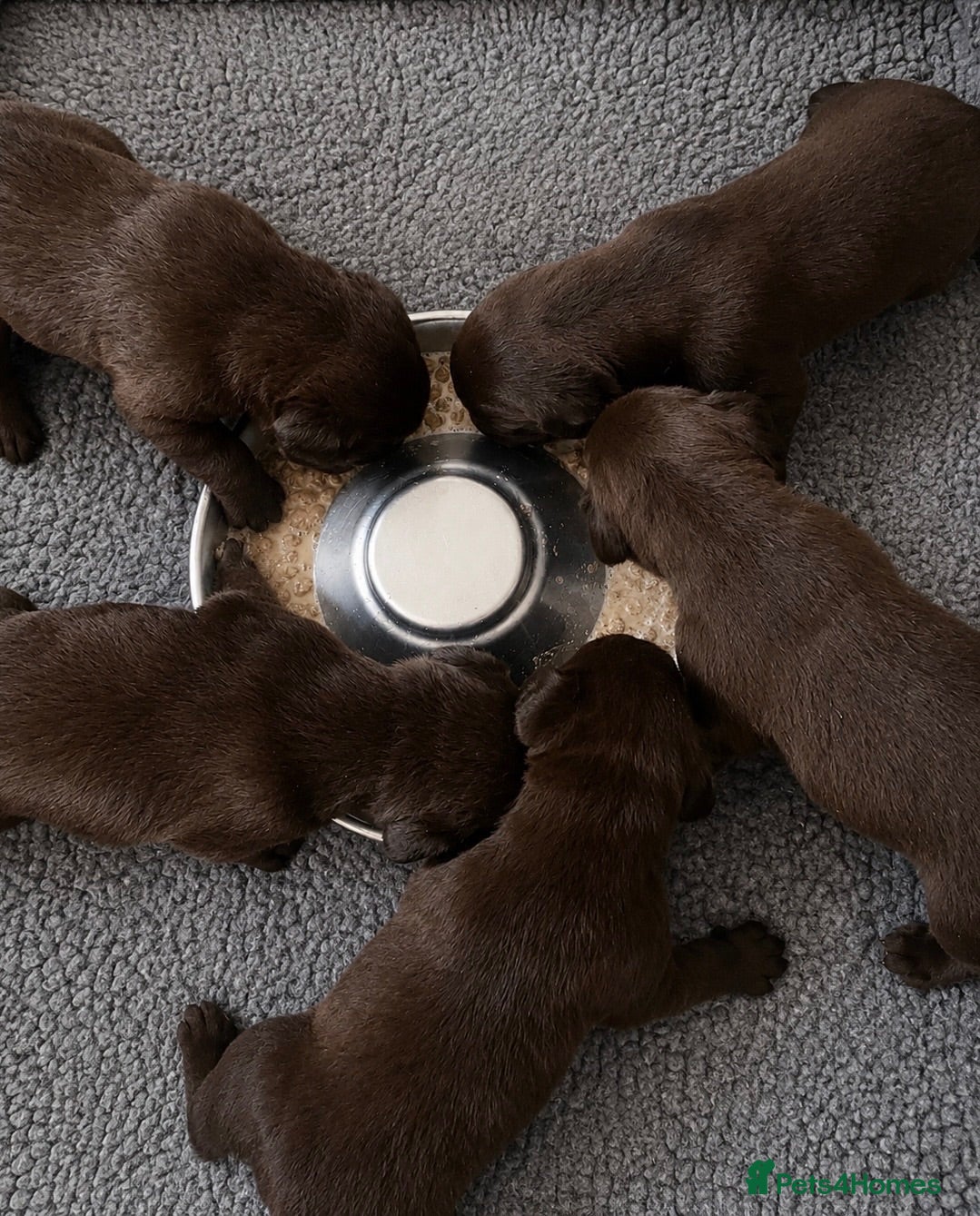 Labrador Retriever dogs 5 ⭐️ KC, VET checked, CHOCOLATE LABRADORS - Advert 2