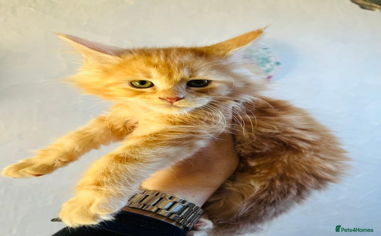 Maine Coon cats - Advert 2