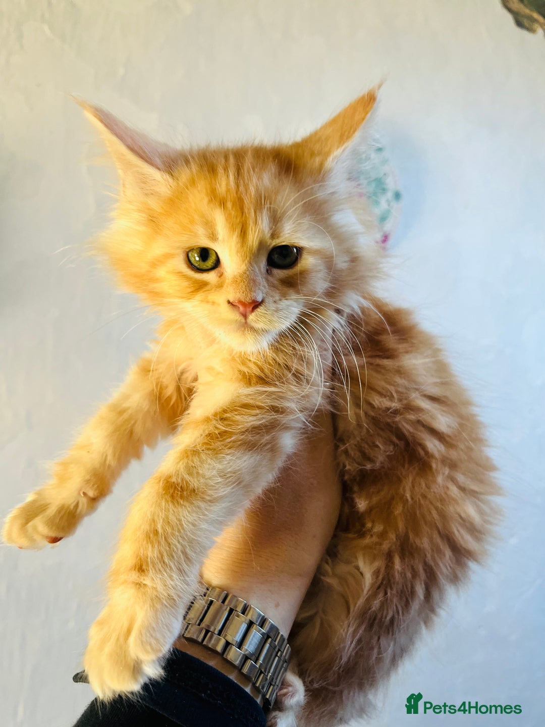 Maine Coon cats for sale: TICA registered, pedigree maine coon kittens  - Image 1