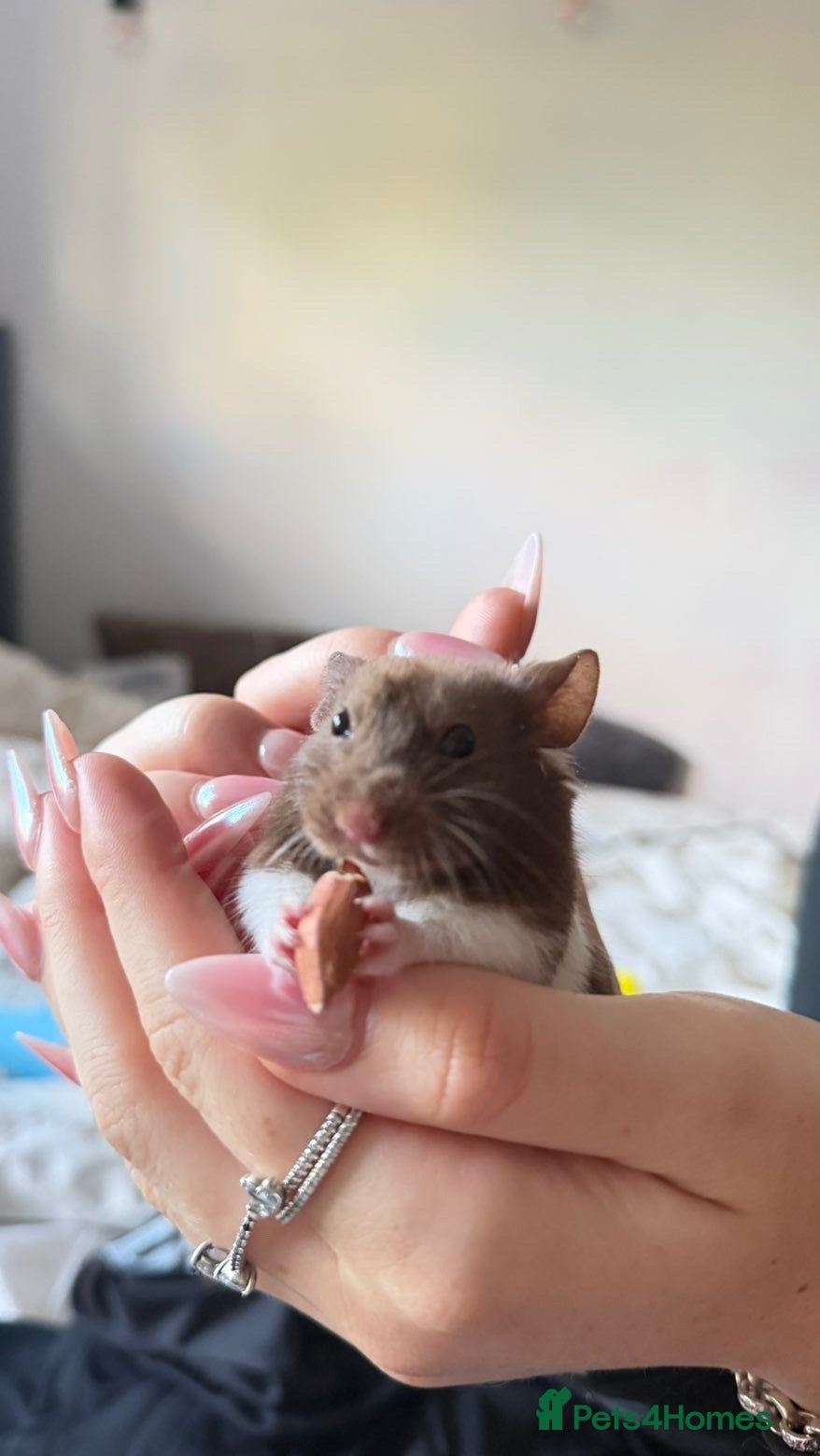 Hamster rodents Hamster come with cage and food and more - Advert 1