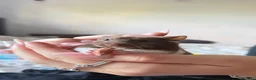 Hamster rodents for sale: Hamster come with cage and food and more - Advert 1