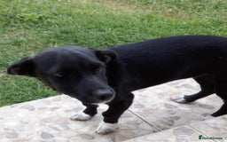 Mixed Breed dogs for adoption: MINA, superb little girl - for a Loving Home - Image 4