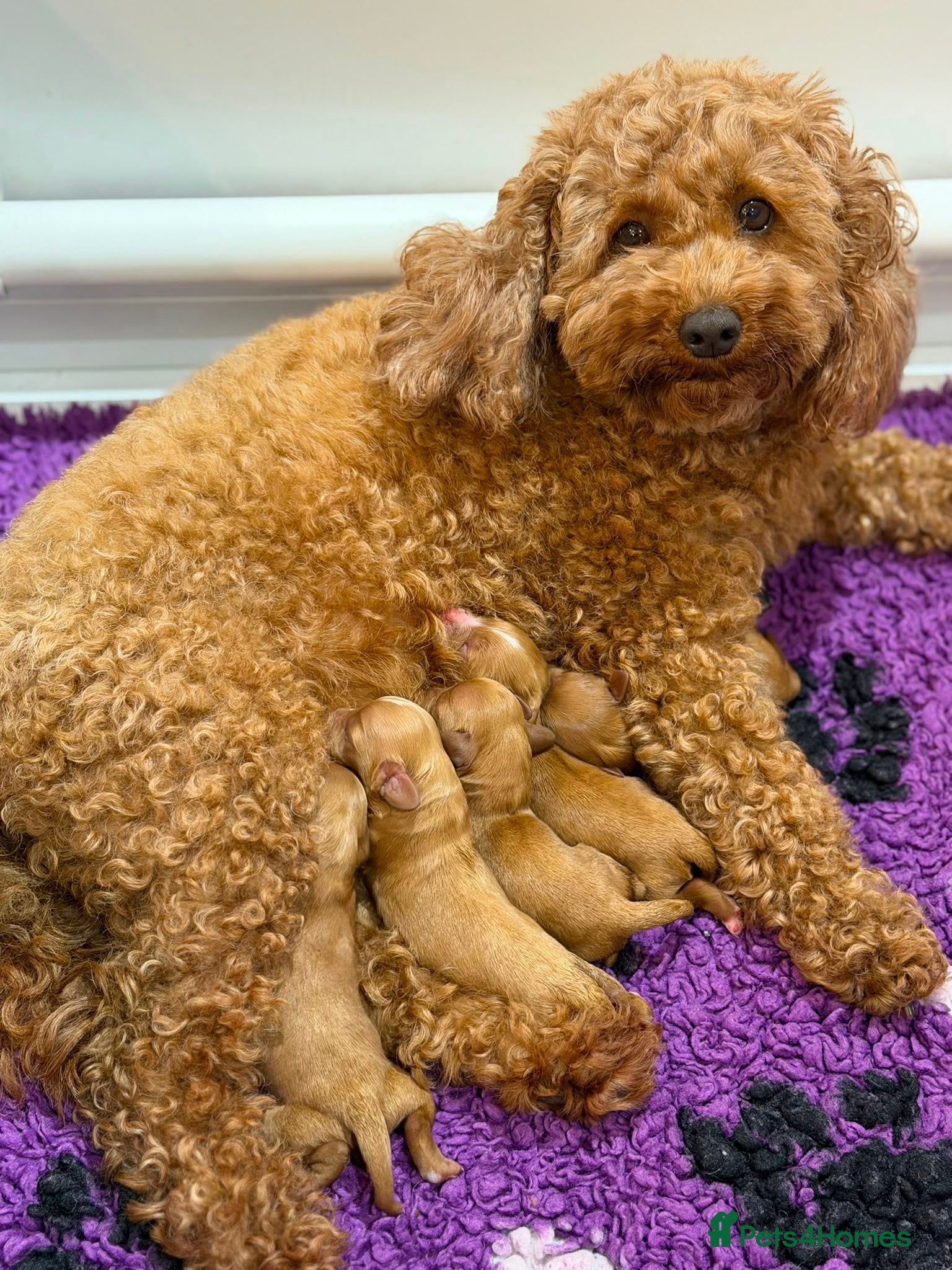 Cavapoo dogs Fox Red F1 Cavapoo’s  - Advert 1