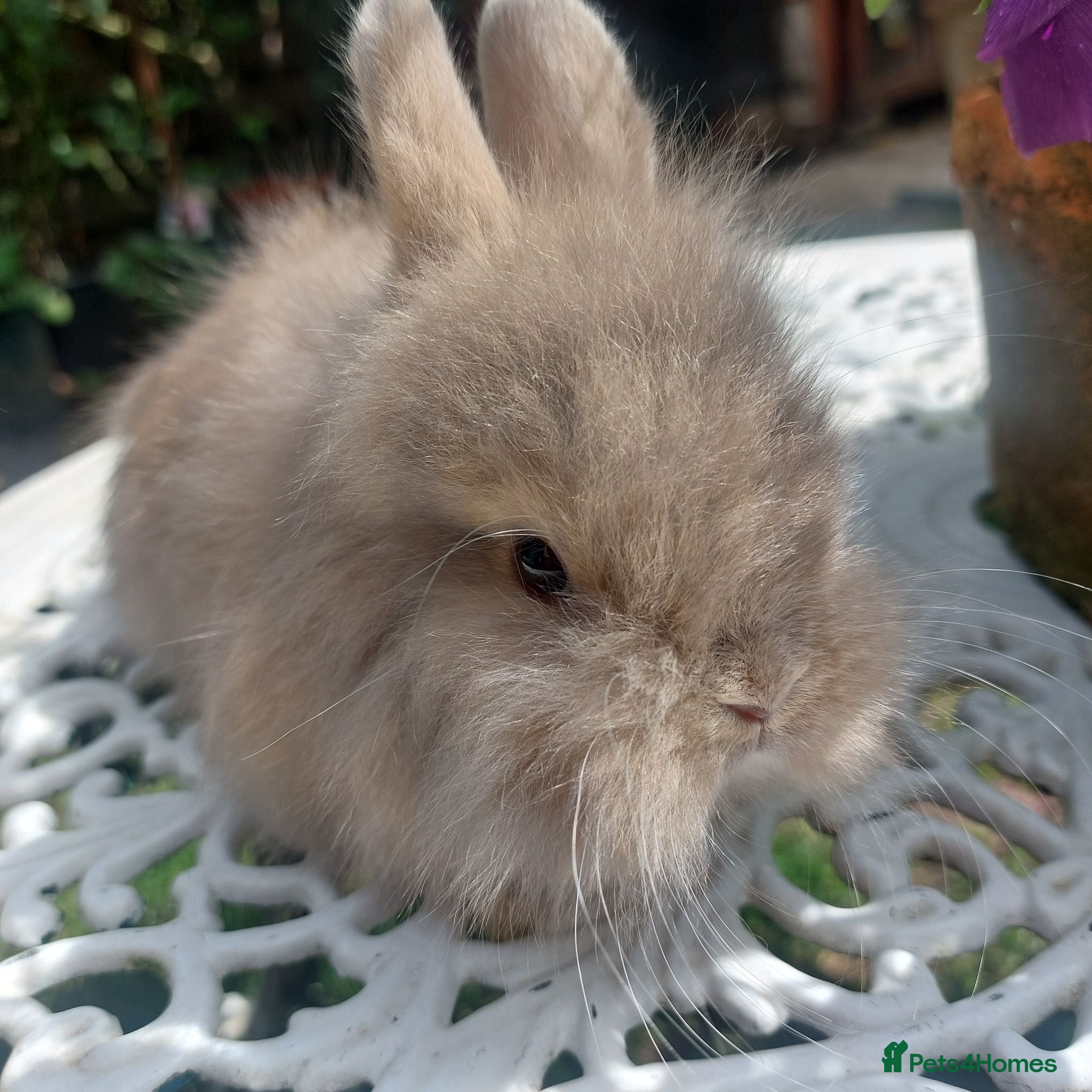 Netherland Dwarf rabbits NEATHERLAND DWARF x BABIES  - Advert 2
