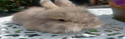 Netherland Dwarf rabbits for sale: NEATHERLAND DWARF x BABIES  - Advert 14