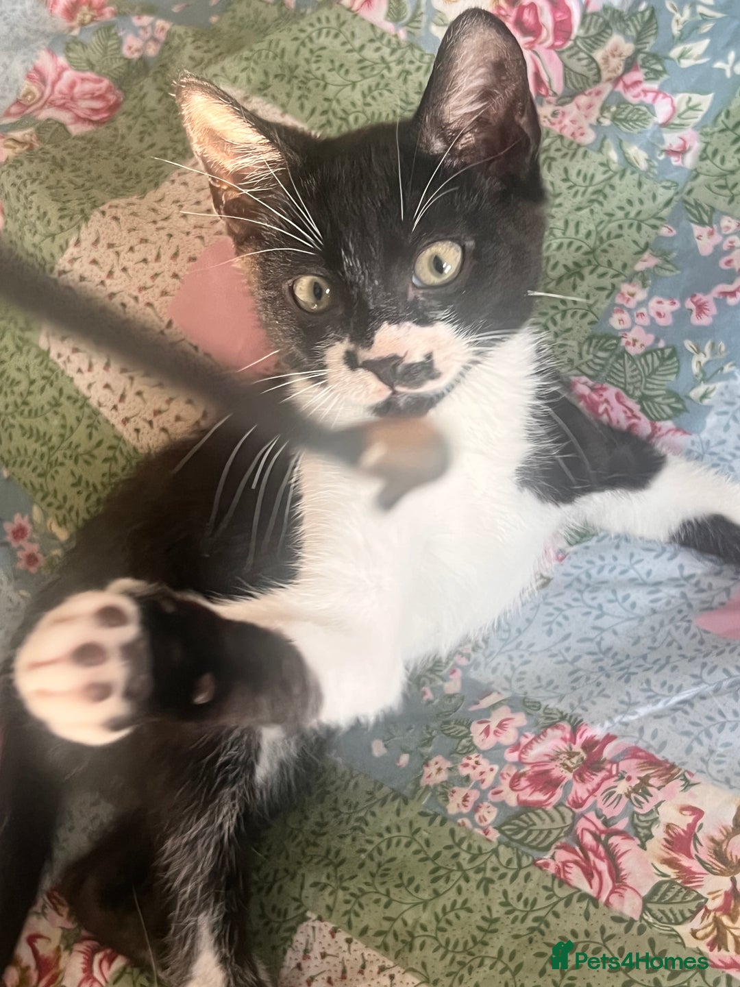 British Shorthair cats for sale: Adorable Male Black and White Kitten - Image 1