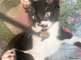 British Shorthair cats - Advert 18