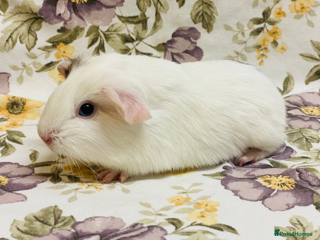 Guinea Pig rodents for sale: Pretty Baby boy Guineapigs ready to reserve  - Image 6