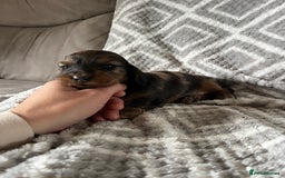 Miniature Dachshund dogs for sale: KC Longhaired Miniature Dachshunds  - Image 29