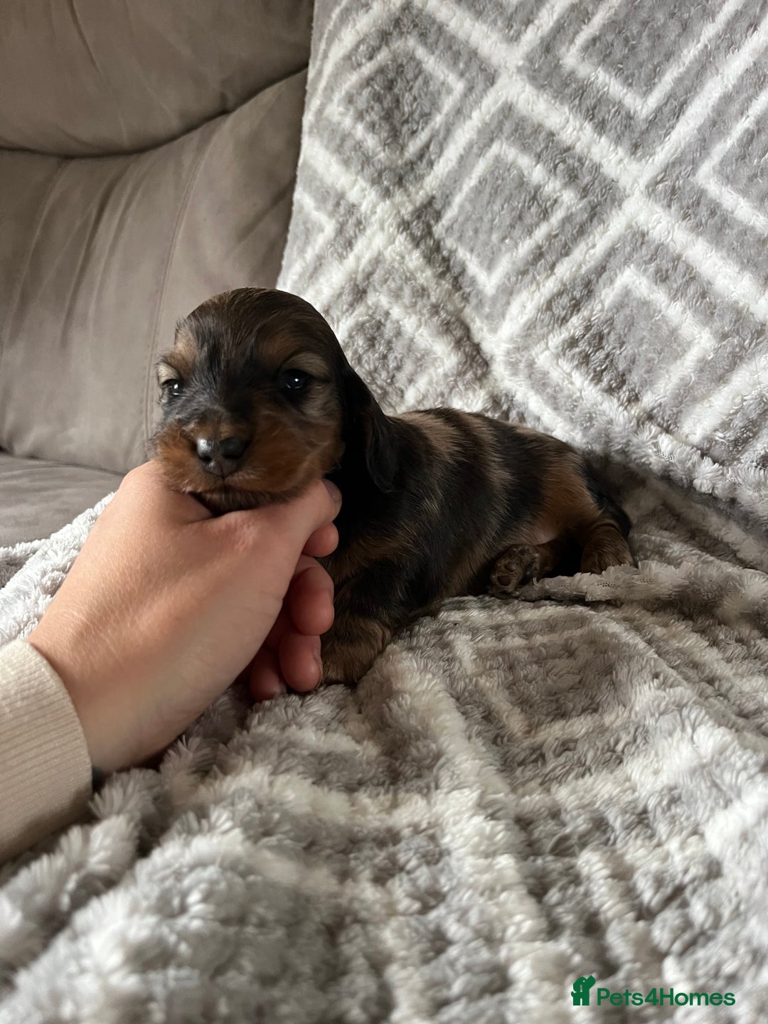 Miniature Dachshund dogs for sale: KC Longhaired Miniature Dachshunds  - Image 29