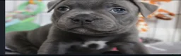 Staffordshire Bull Terrier dogs for sale: Home Well Socialized Staffy Puppies in Reading - Advert 15