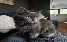 Russian Blue cats for sale: Sweet 4 Year Old Russian Blue Girl  - Image 1