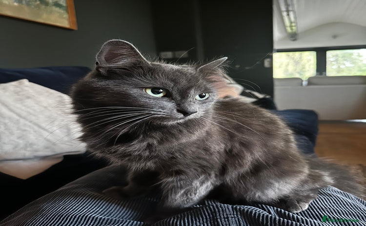 Russian Blue cats - Advert 1