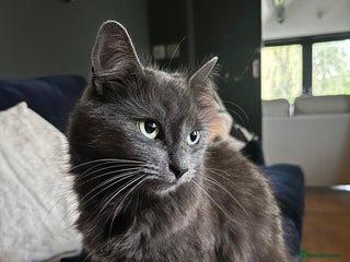 Russian Blue cats - Advert 1