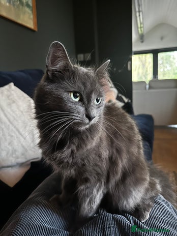 Russian Blue cats - Advert 1