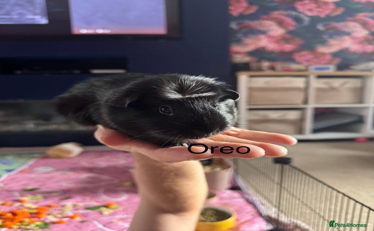 Guinea Pig rodents - Advert 6