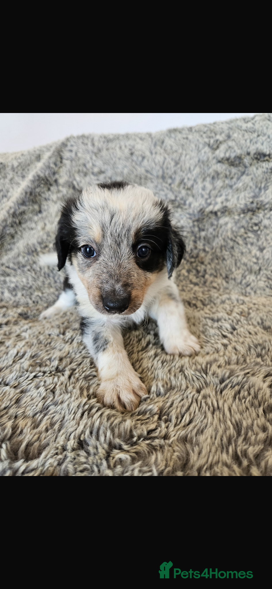 Border Collie dogs Beautiful tri coloured and red sable puppies  - Advert 2