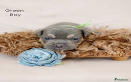 Olde English Bulldogge dogs for sale: Olde english bulldog  - Image 11