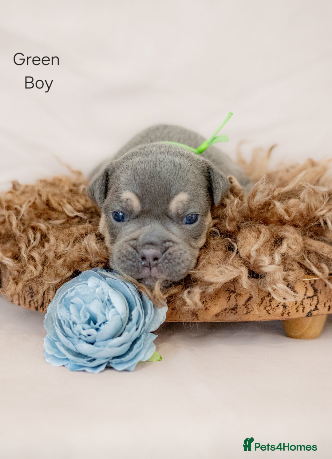 Olde English Bulldogge dogs for sale: Olde english bulldog  - Image 11